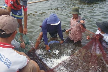 Thanh Hóa: Phòng chống một số dịch bệnh nguy hiểm trên thủy sản nuôi