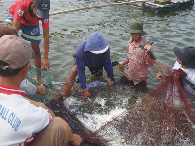 Thanh Hóa: Phòng chống một số dịch bệnh nguy hiểm trên thủy sản nuôi