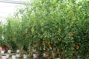 Ngỡ ngàng hàng ngàn gốc cà chua dài ngoẵng, thu hoạch mãi không hết ở Nghệ An