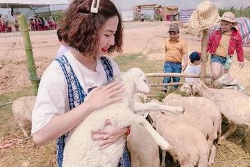 Mê mẩn ngắm nông trại cừu và hoa tại Thanh Hóa