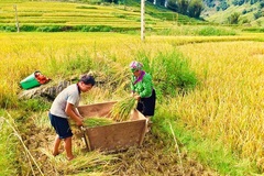 Bảo hộ Chỉ dẫn địa lý “Mường Khương – Bát Xát” cho sản phẩm gạo Séng Cù