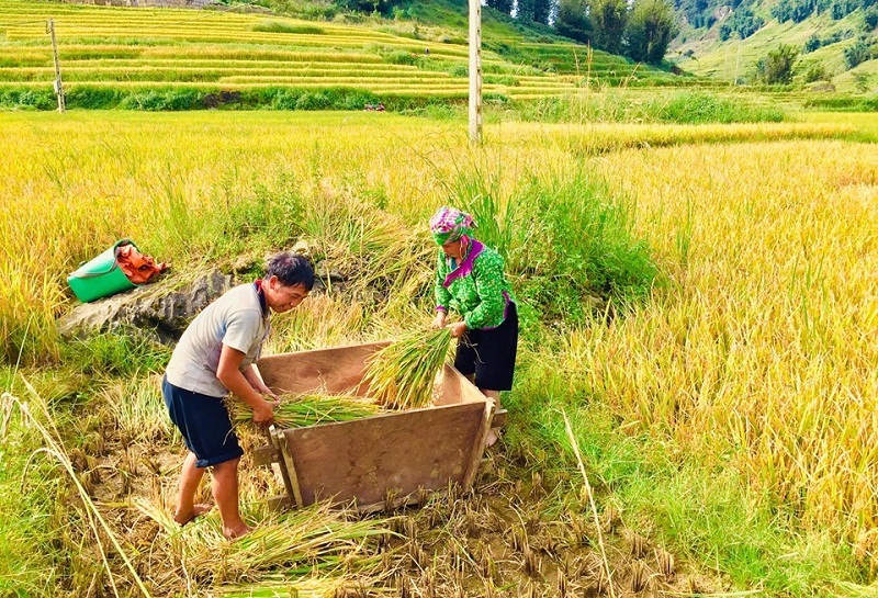 Bảo hộ Chỉ dẫn địa lý “Mường Khương – Bát Xát” cho sản phẩm gạo Séng Cù