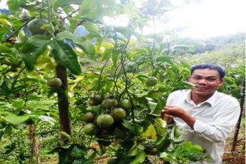 Chuyển giao KHKT ứng dụng công nghệ trồng cây chanh leo giúp xóa đói giảm nghèo