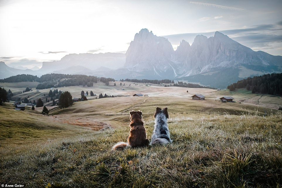 Ngắm nhìn những bức ảnh tuyệt đẹp về chó và thiên nhiên, bạn sẽ không thể rời mắt khỏi màn hình. Những khoảnh khắc đầy sức sống, cùng với cảnh quan tuyệt đẹp, sẽ khiến bạn cảm thấy nhẹ nhàng và thoải mái.