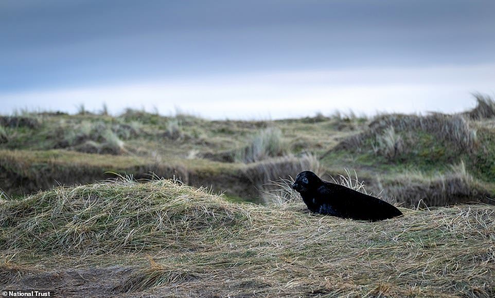 Đàn hải cẩu đen quý hiếm bất ngờ lộ diện ở khu bảo tồn Anh