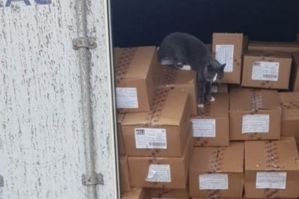 Hi hữu: Mèo sống sót thần kỳ sau 3 tuần bị mắc kẹt trong container