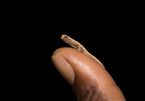 Loài bò sát nhỏ nhất thế giới nằm gọn trong đầu ngón tay