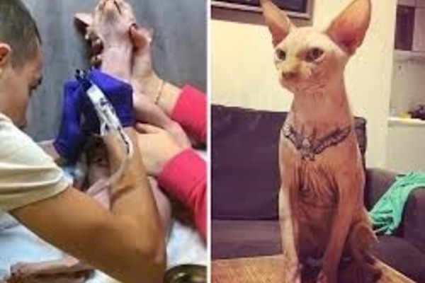 99 hình xăm mèo đẹp ngầu đơn giản cute nhất