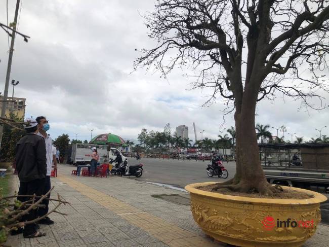 Chiêm ngưỡng những cây mai khủng giá bạc tỷ ở Đà Nẵng