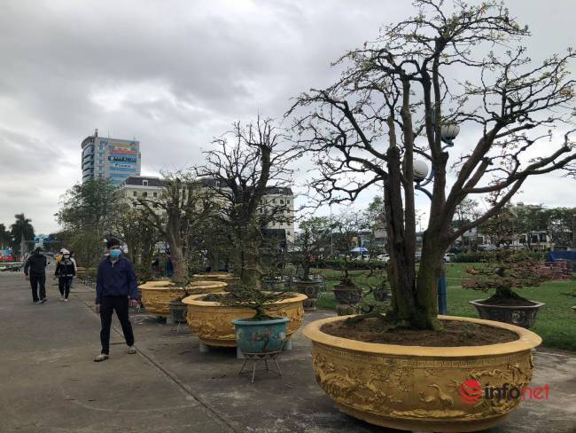 Chiêm ngưỡng những cây mai khủng giá bạc tỷ ở Đà Nẵng
