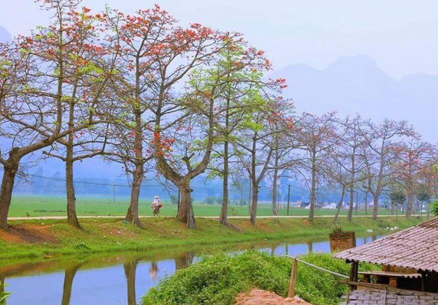 Hàng cây hoa gạo hiếm có tại thôn Đoan Nữ khắc họa hồn quê trong trẻo, yên bình