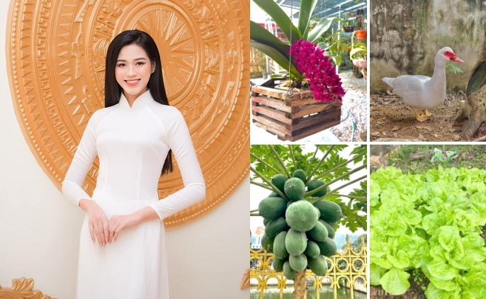 Hoa hậu Đỗ Thị Hà đón Tết quê nhà với khu vườn mộc mạc cái gì cũng có