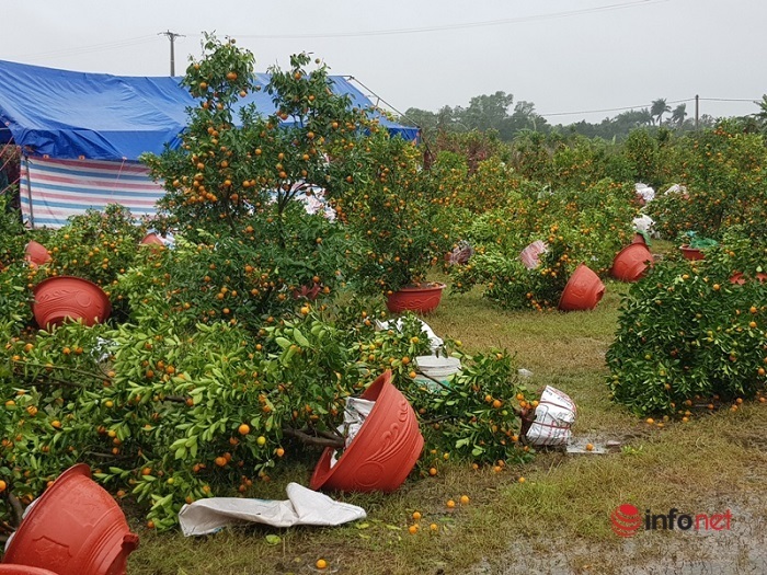 Đổ ngổn ngang sau trận mưa lớn, chợ hoa Tết ở Hà Tĩnh xơ xác vắng người