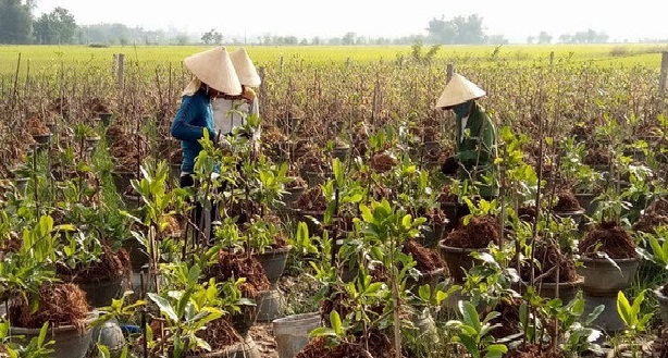 Làng mai nổi tiếng ở miền Trung thu hơn 30 tỷ đồng nhờ bán mai Tết