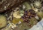 Phát hiện bạch tuộc có nọc độc hơn cả rắn hổ mang ở Australia
