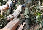 Tranh cãi quanh vụ phát hiện khai thác gỗ trái phép ở Đắk Lắk