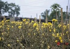 Làng trồng hoa nổi tiếng ở Hà Nội ế ẩm, dân khóc ròng cắt hoa vứt đầy ruộng