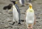 Chim cánh cụt lông vàng hiếm gặp trong tự nhiên