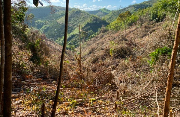 Triệu tập 20 đối tượng liên quan vụ phá trắng gần 2ha rừng ở Đắk Nông