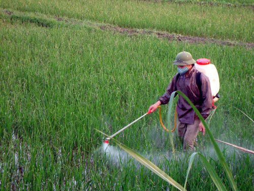 Hà Nội tìm giải pháp giảm ô nhiễm môi trường trong sản xuất nông nghiệp