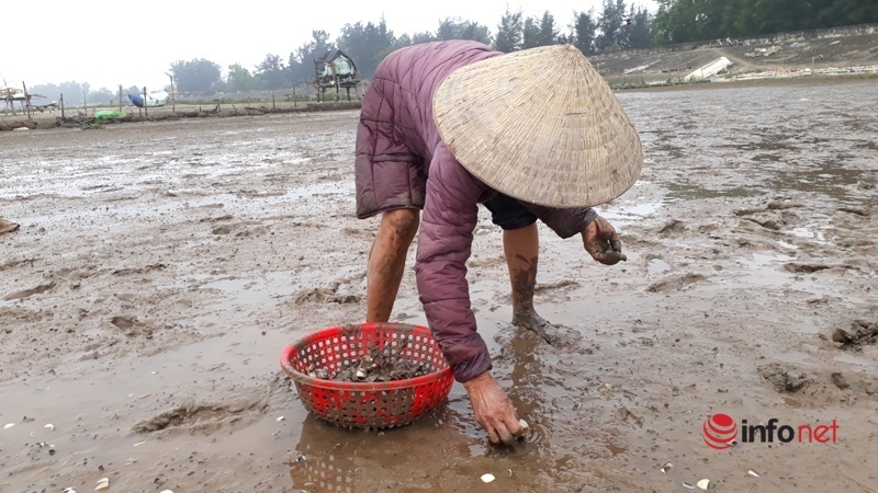ngao chết,bất thường,Nghi Sơn,Thanh Hóa,nông dân,nuôi trồng thủy sản
