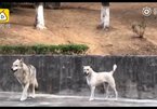 Sở thú ở Trung Quốc dùng ‘đồ giả’ lừa du khách gây phẫn nộ
