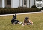 Chó cưng của ông Biden cắn nhân viên bảo vệ Nhà Trắng