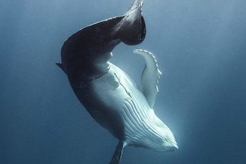 Ngoạn mục cá voi lưng gù khiêu vũ trong làn nước sâu