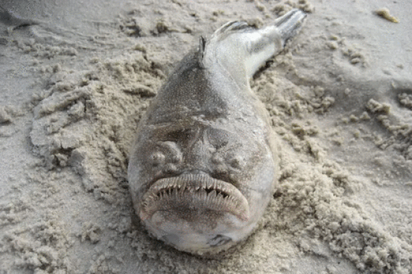 Cá kinh dị có răng như người nằm chình ình trên bờ biển Australia
