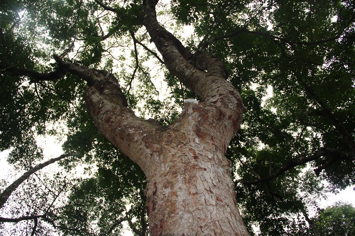 Rừng lim 300 tuổi xanh ngút ngàn ở huyện lúa xứ Nghệ