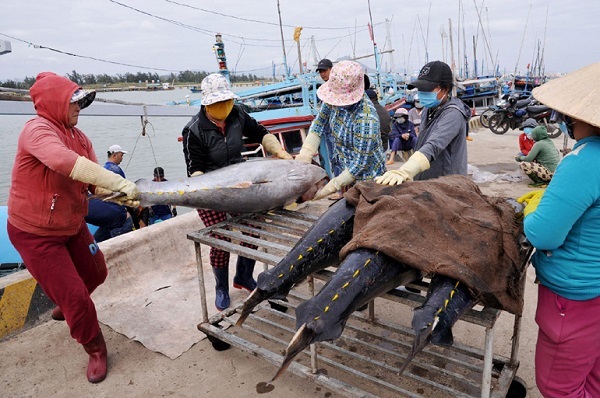 Ngư dân Phú Yên vẫn ra khơi, đón Tết trên biển