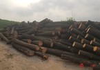 Bắt quả tang nhóm người chặt phá trái phép rừng thông trên 30 năm tuổi ở Hà Tĩnh