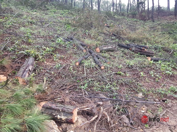 Hiện trường vụ phá rừng thông 30 năm tuổi ở Hà Tĩnh: Cả mảng rừng bị 'cạo trắng', hàng trăm khúc gỗ nằm ngổn ngang