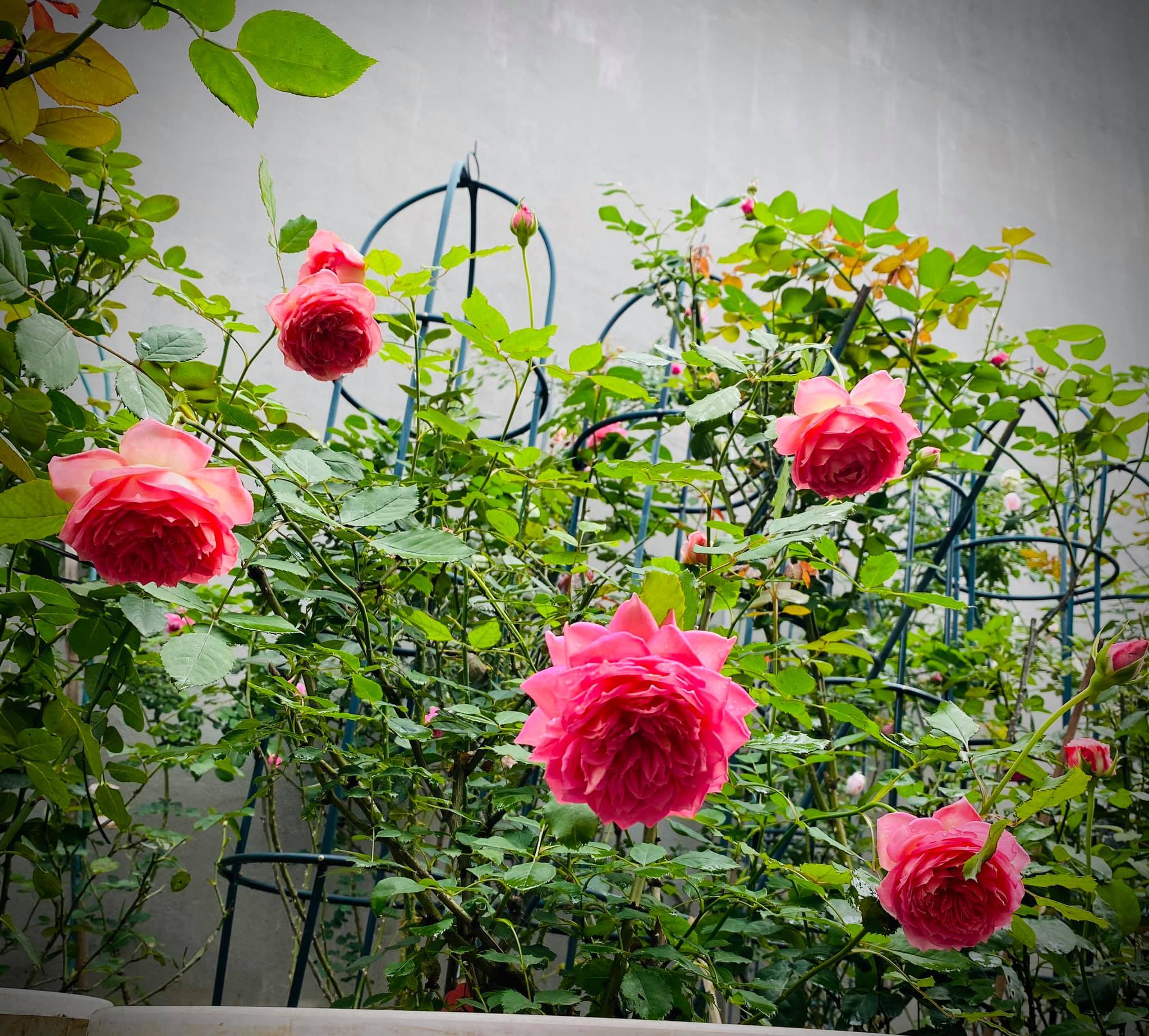 khu vườn đẹp,vườn hồng bạc tỉ,Hà Giang,hoa hồng ngoại