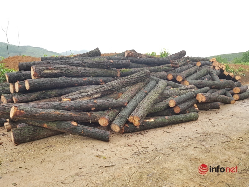 Phạt 10 triệu đồng, tịch thu gần 5m3 gỗ thông khai thác trái phép ở Hà Tĩnh