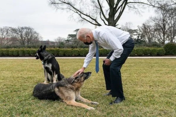 Chú chó của ông Biden từng cắn đặc vụ trở lại Nhà Trắng