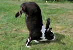 Kỳ lạ loài thỏ di chuyển bằng tư thế 'trồng cây chuối'