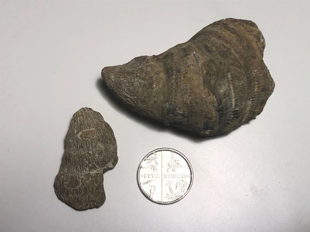 Đang nghịch đất, bé 6 tuổi phát hiện san hô cổ xưa hiếm có