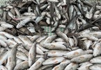 Gần 30 tấn cá chết bất thường ở Nghi Sơn