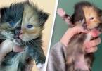 Những con mèo mặt hai màu kỳ lạ nổi tiếng nhất thế giới