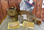 Mèo cưng kỷ niệm 3 năm đảm nhận chức trưởng ga ở Nhật Bản
