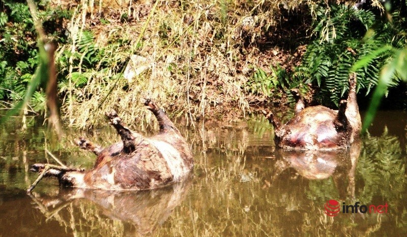 Kinh hãi xác lợn chết, bốc mùi hôi thối dọc khe nước ở Nghệ An