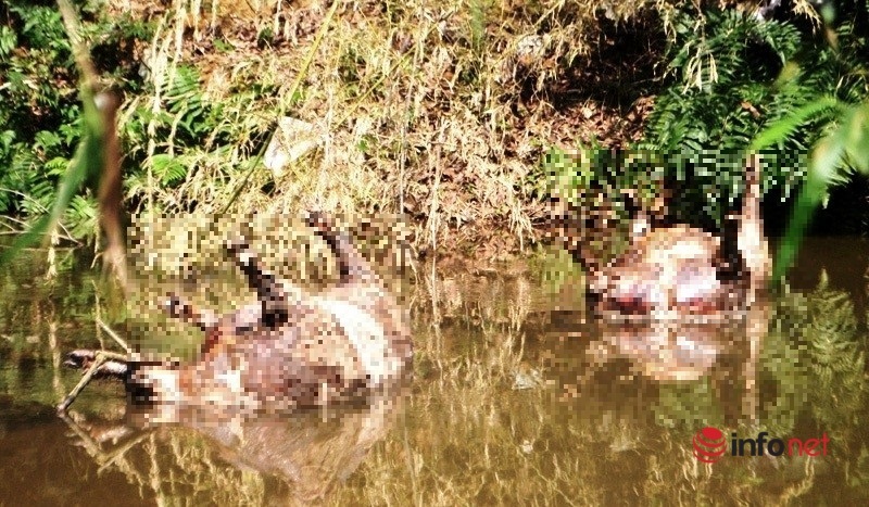 Kinh hãi xác lợn chết, bốc mùi hôi thối dọc khe nước ở Nghệ An
