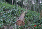 Huế: 44 cây thông lớn bị chặt phá, ngọn cây xanh tươi nằm la liệt, chủ rừng không biết