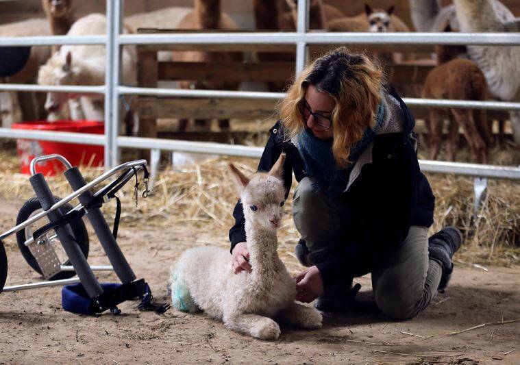 Cô gái nặng lòng với thú cưng tìm kiếm xe lăn cho lạc đà