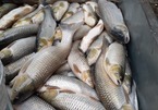 Lại thêm hàng chục tấn cá chết trắng vùng hạ lưu sông Mã