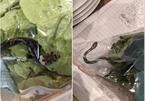 Phát hiện rắn độc bên trong túi đựng rau ở siêu thị