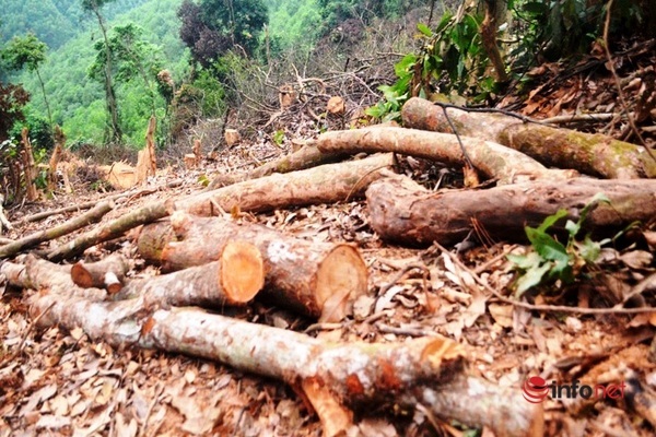 Vụ rừng tự nhiên bị chặt hạ ở Nghệ An: Phạt chủ rừng gần 40 triệu đồng