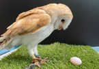 Sở thú Nhật Bản nhầm lẫn giới tính của chim cú