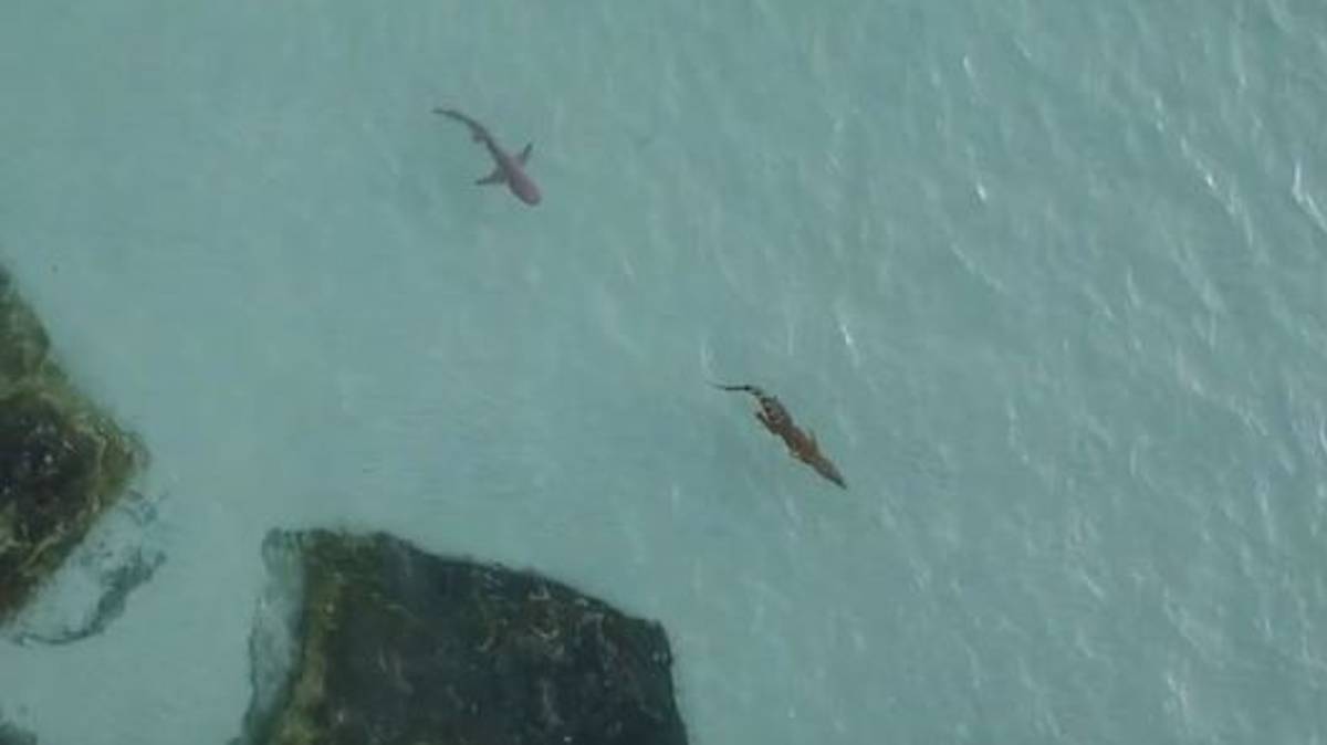 Khoảnh khắc bất ngờ cá mập truy đuổi cá sấu ở Australia